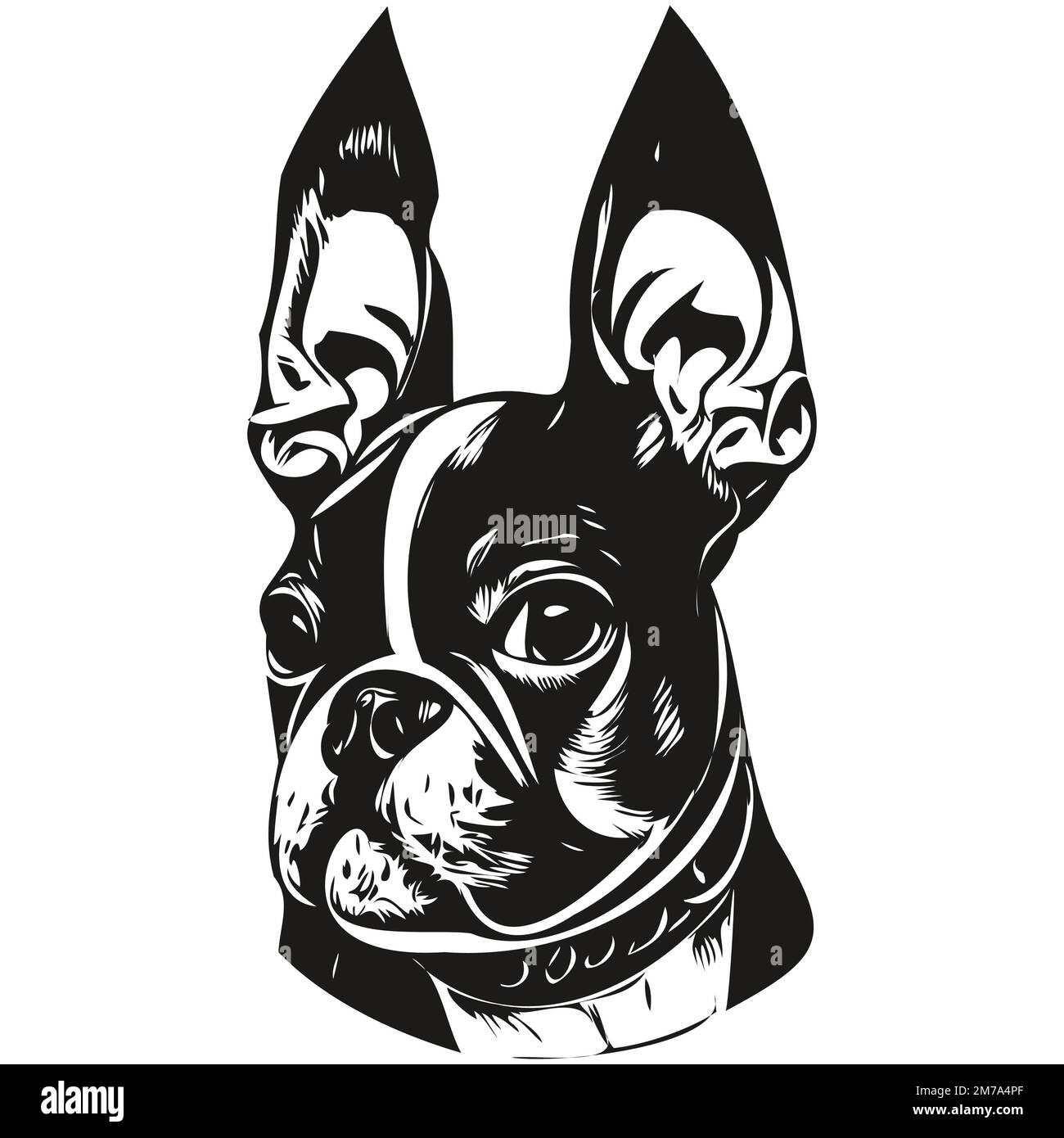 Boston Terrier chien dessin main dessin vectoriel dessin noir et blanc logo animaux illustration Illustration de Vecteur