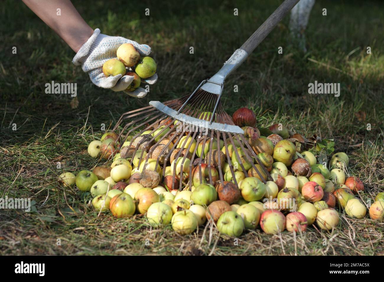 en automne, un jardinier portant des gants de jardin a ramassé une pile de pommes pourries de fruits tombées et infectées et de feuilles sèches sur l'herbe flétrisée. Banque D'Images