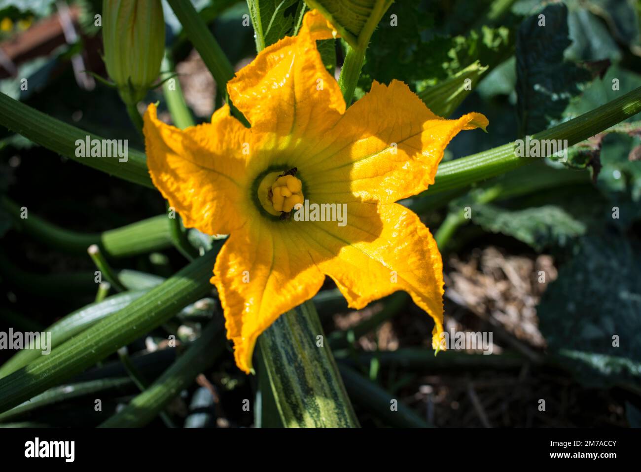 Fleur de courgette Banque D'Images
