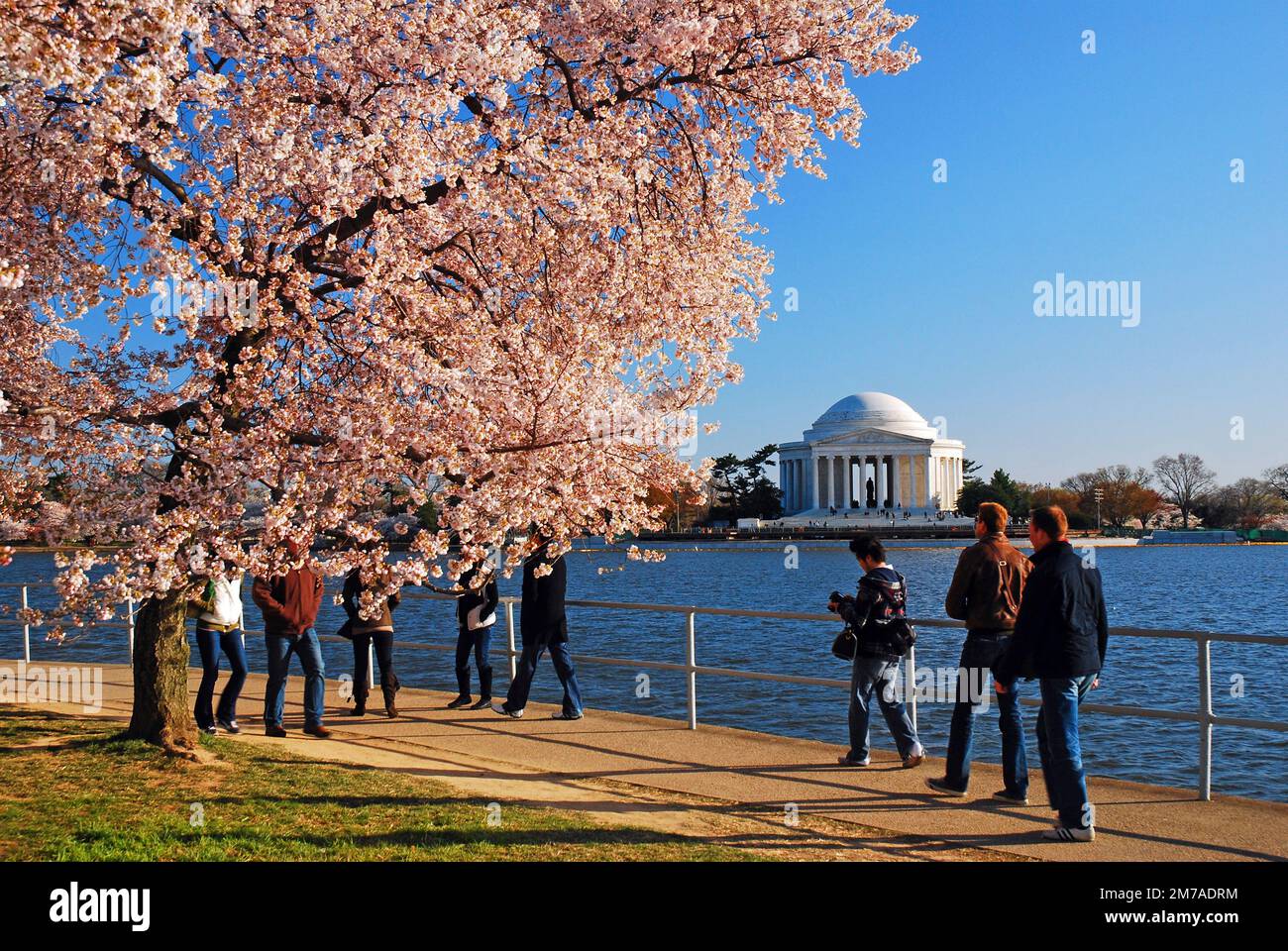 Les visiteurs affluent dans le bassin de Tidal à Washington, DC pour voir les cerisiers en fleurs au printemps Banque D'Images