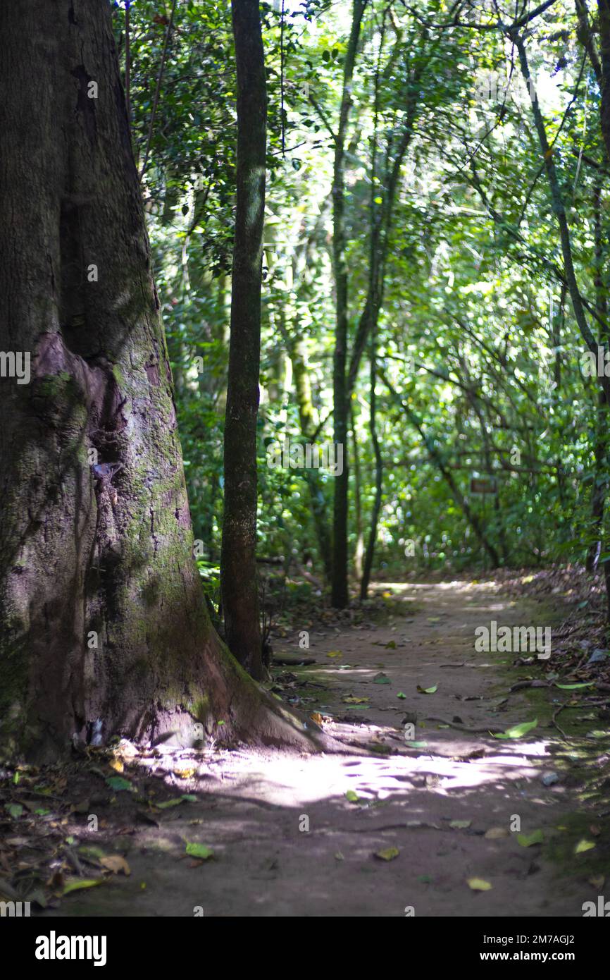 Sentier dans la forêt à côté de grands arbres Banque D'Images