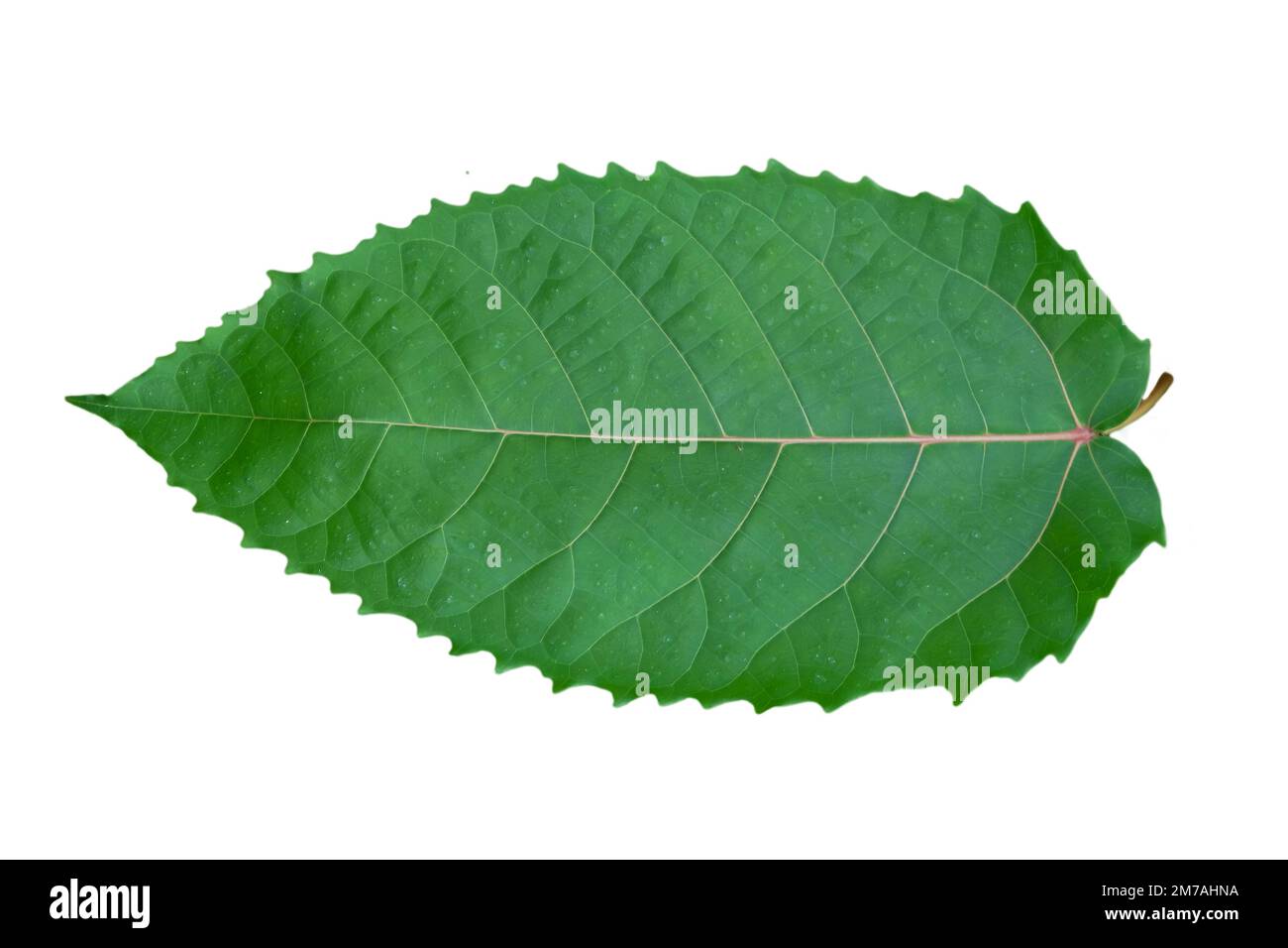 Texture de la surface des feuilles vertes tropicales sur fond blanc Banque D'Images