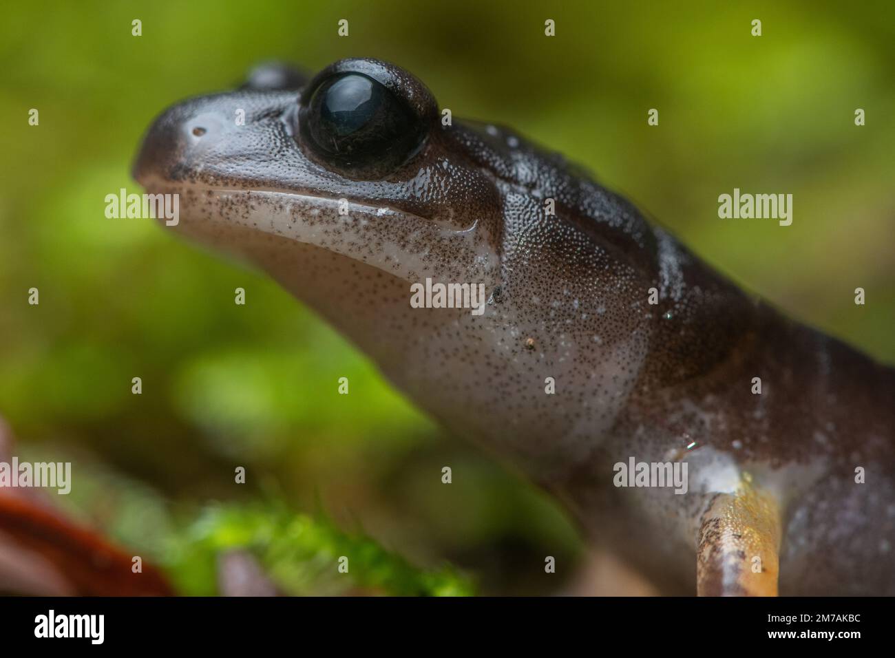 Un gros portrait macro d'une salamandre Ensatina, un amphibien du nord de la Californie dans le comté de Mendocino. Banque D'Images