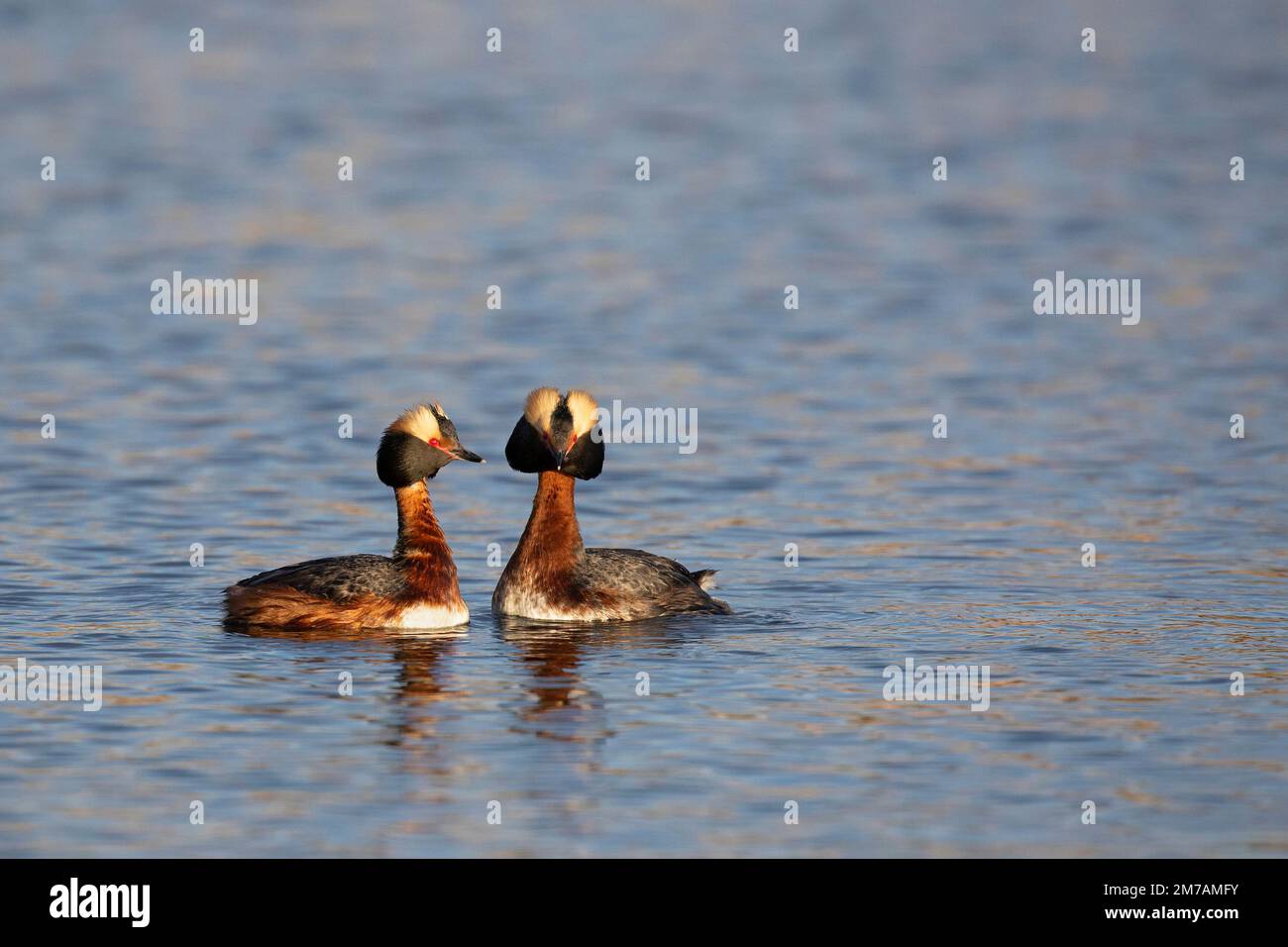 Des cornes dans des couples de plumage reproducteurs se liant sur une terre humide au printemps, Calgary, Canada (Podiceps auritus) Banque D'Images