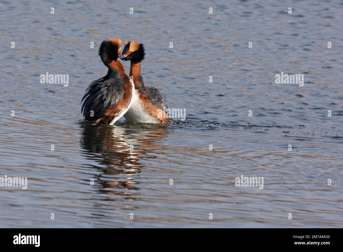 Les cornes dansent au cours d'une cérémonie de liaison entre paires, une exposition de vaisseau d'audience réalisée par les oiseaux au printemps, Canada (Podiceps auritus) Banque D'Images