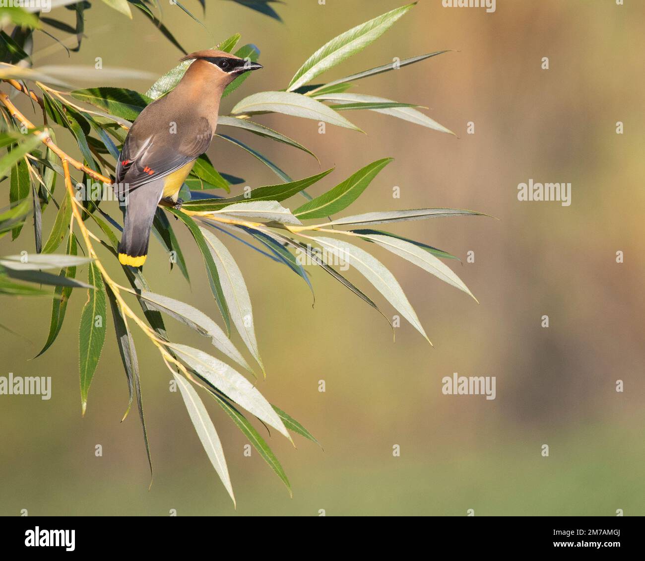 Cime de cèdre perchée dans un saule (Bombycilla cedrorum) Banque D'Images