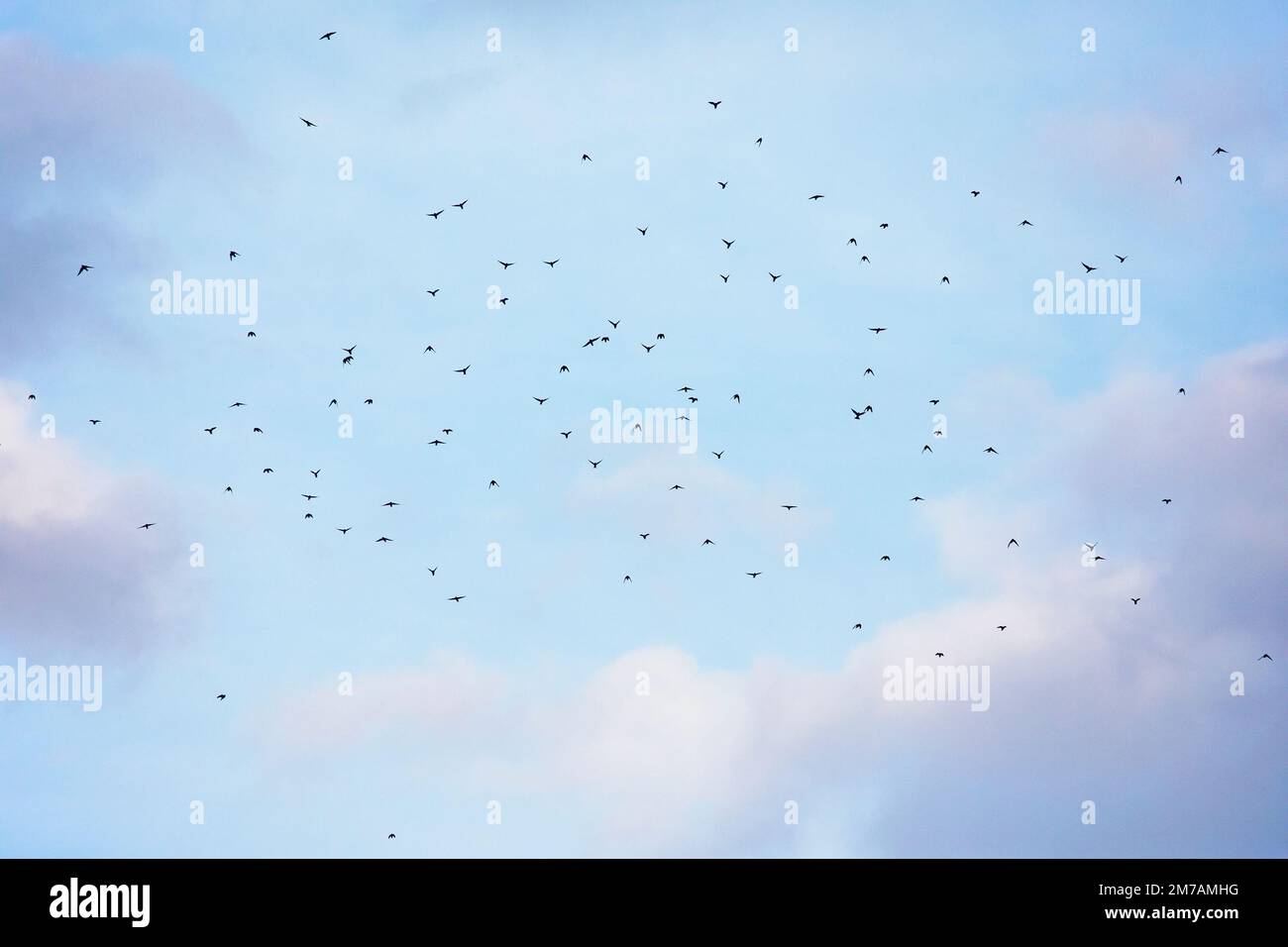 American Cliff Swallows, flock prenant le vol dans le ciel du soir, Alberta, Canada (Petrochelidon pyrrhonota) Banque D'Images