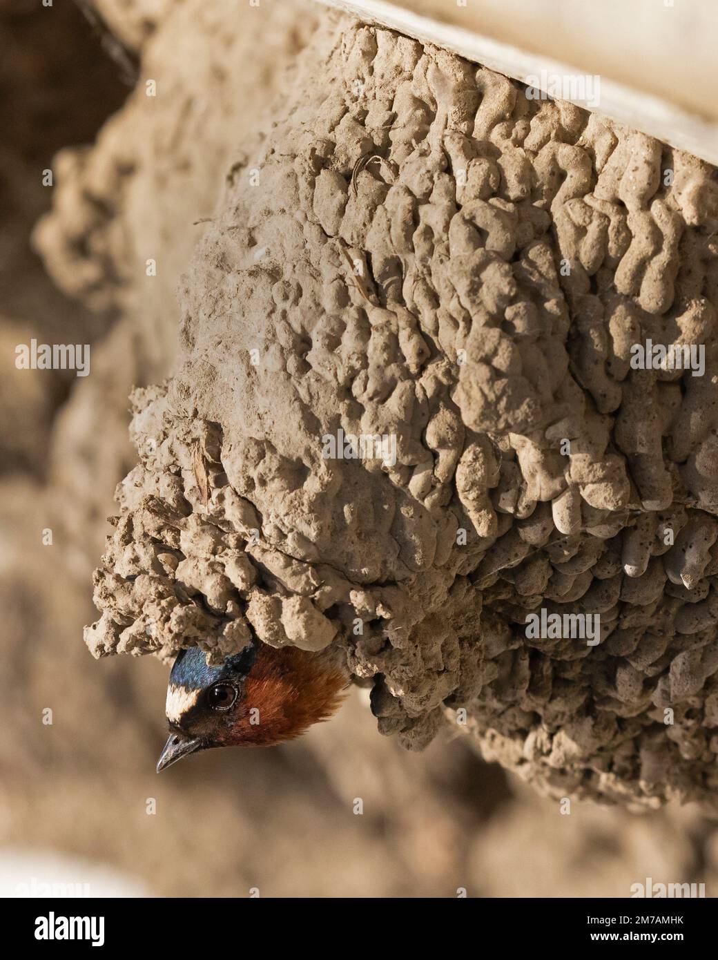 La tête de la perruque de la falaise se déforme d'un nid de boue dans la région naturelle des Weaselhead Flats, Calgary, Alberta, Canada (Petrochelidon pyrrhonota) Banque D'Images