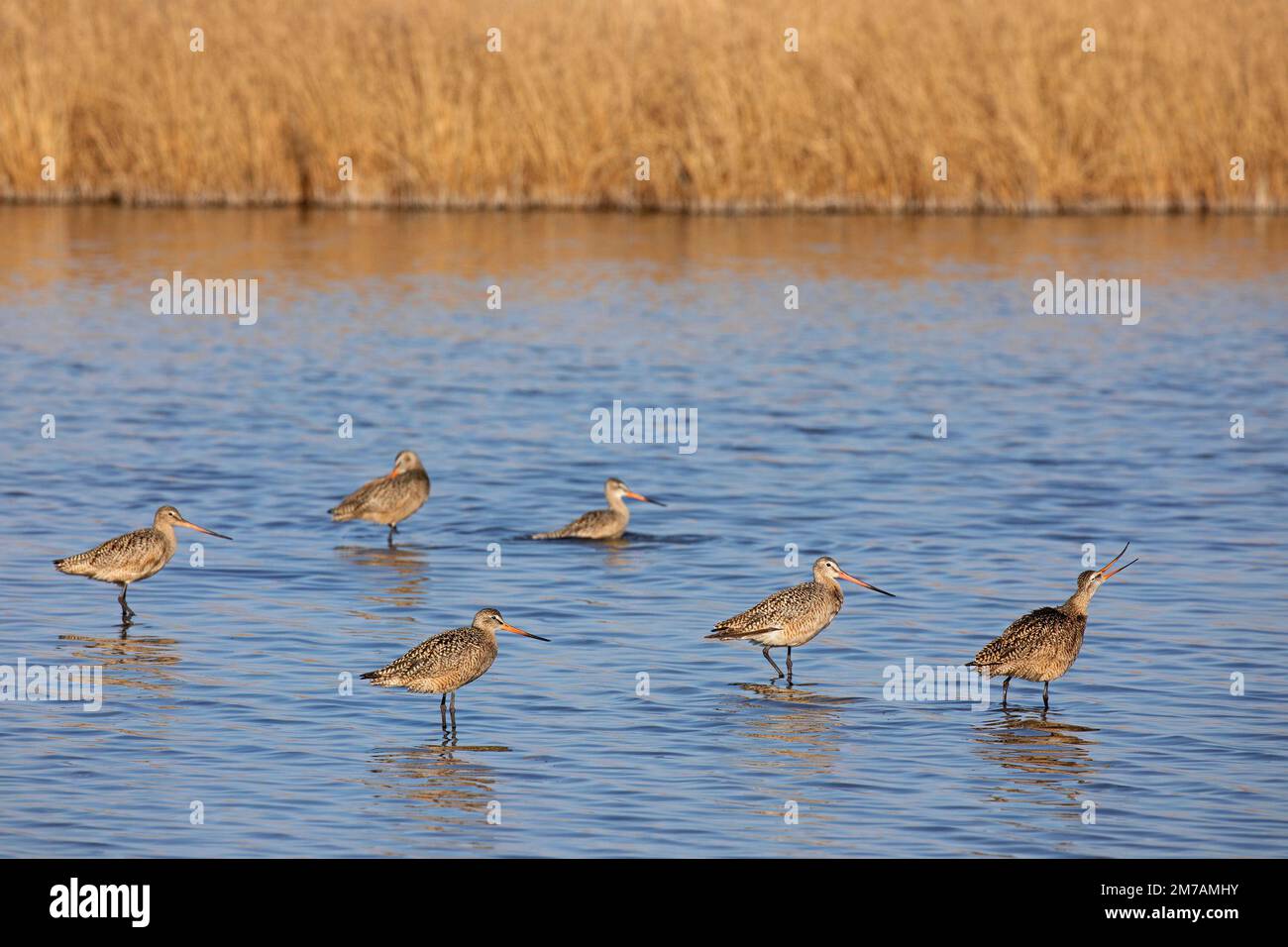 Troupeau de godwits marbrés barbotant dans un marécage de prairie, zone de conservation du lac Frank, Alberta, Canada (Limosa fedoa) Banque D'Images