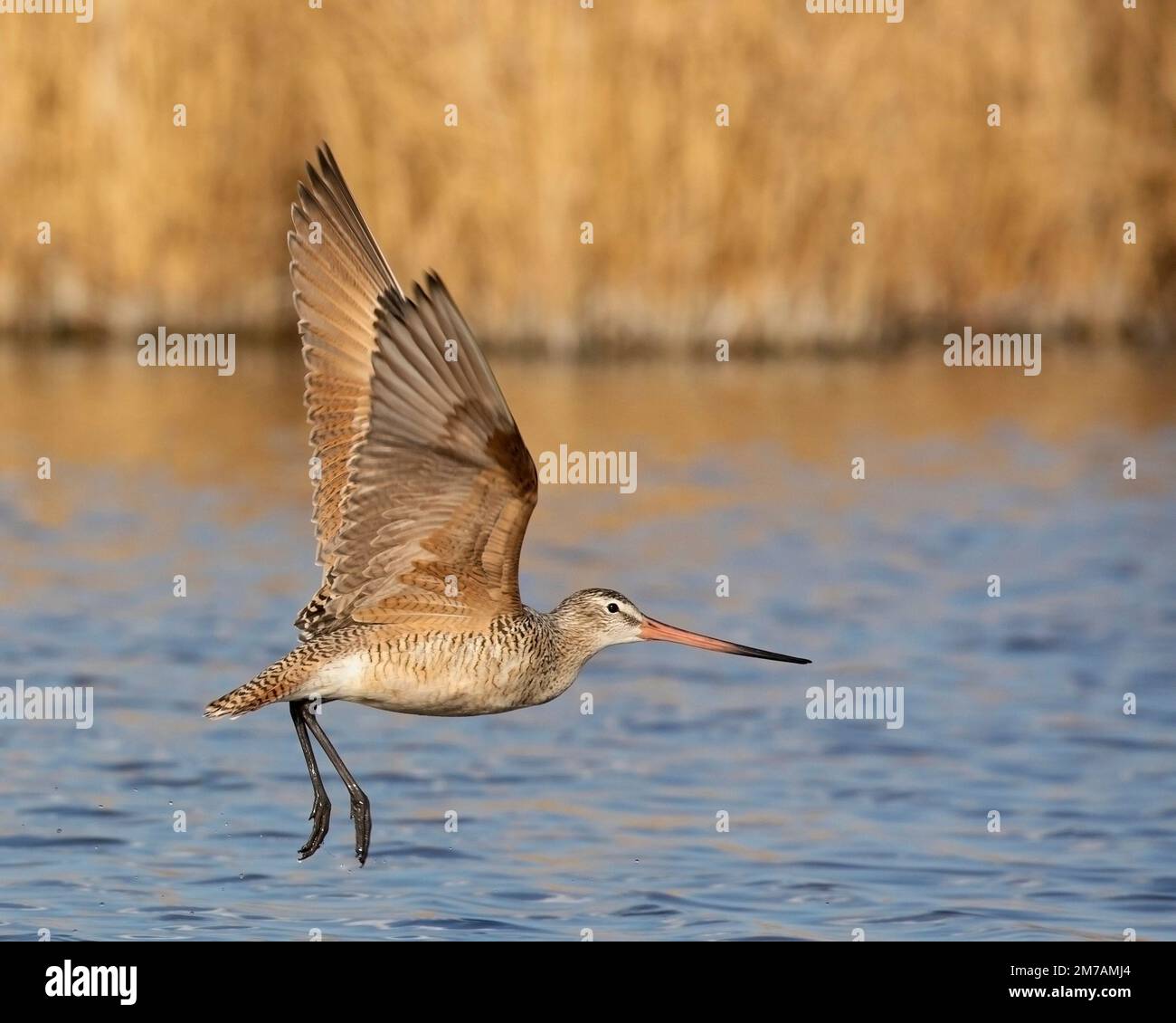 Marbré de godwit volant au-dessus de l'étang de prairie, zone de conservation du lac Frank, Alberta, Canada (Limosa fedoa) Banque D'Images