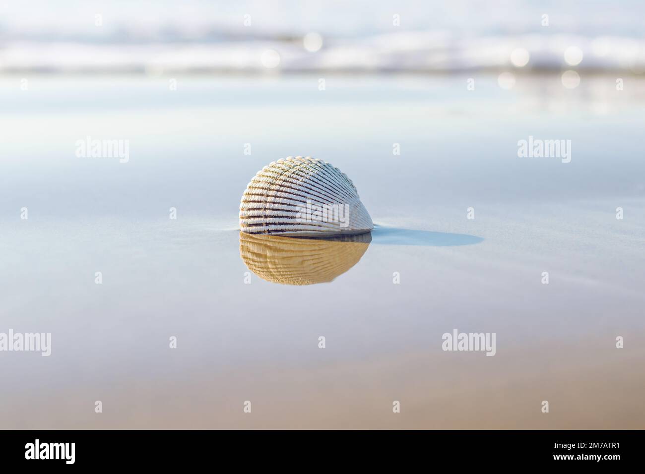 Seashell sur la plage. Fond marin d'une plage de sable vide, d'une mer et de vagues bleues sur l'océan. Été, concept de vacances, espace de copie pour le texte Banque D'Images