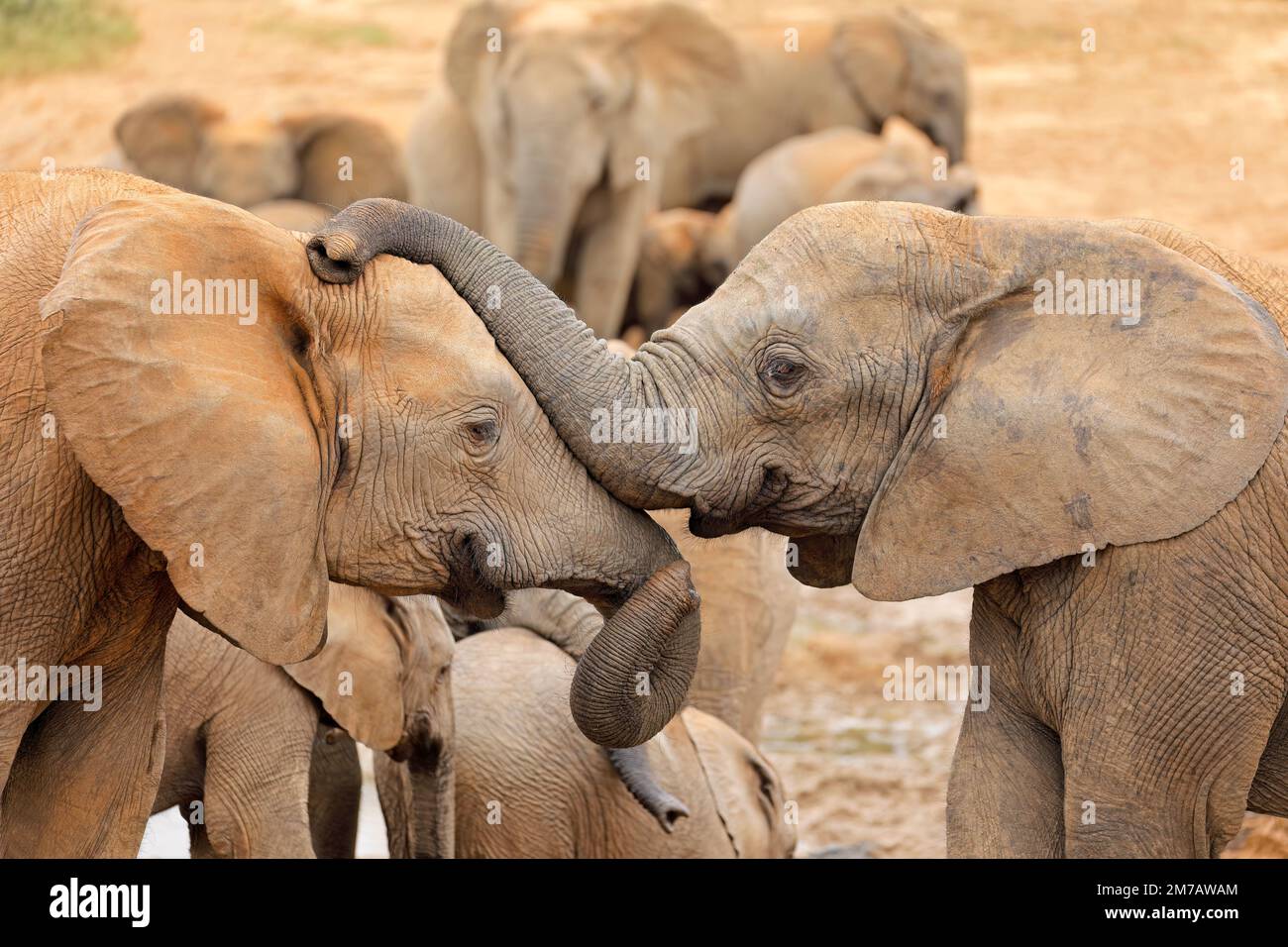 Interaction entre deux éléphants d'Afrique (Loxodonta africana), Parc national des éléphants d'Addo, Afrique du Sud Banque D'Images
