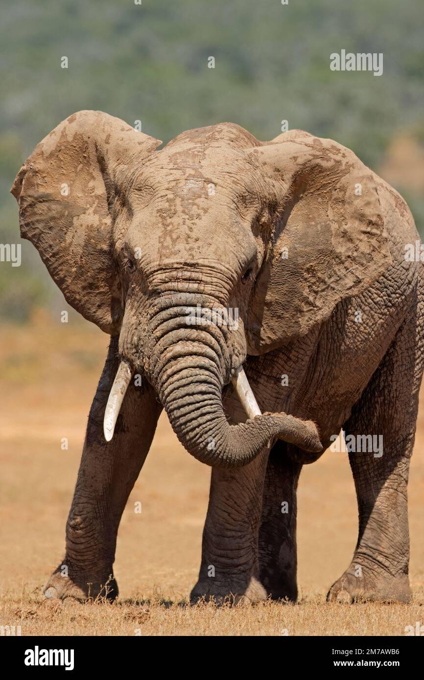 Un grand éléphant d'Afrique (Loxodonta africana) en habitat naturel, Parc national de l'éléphant d'Addo, Afrique du Sud Banque D'Images