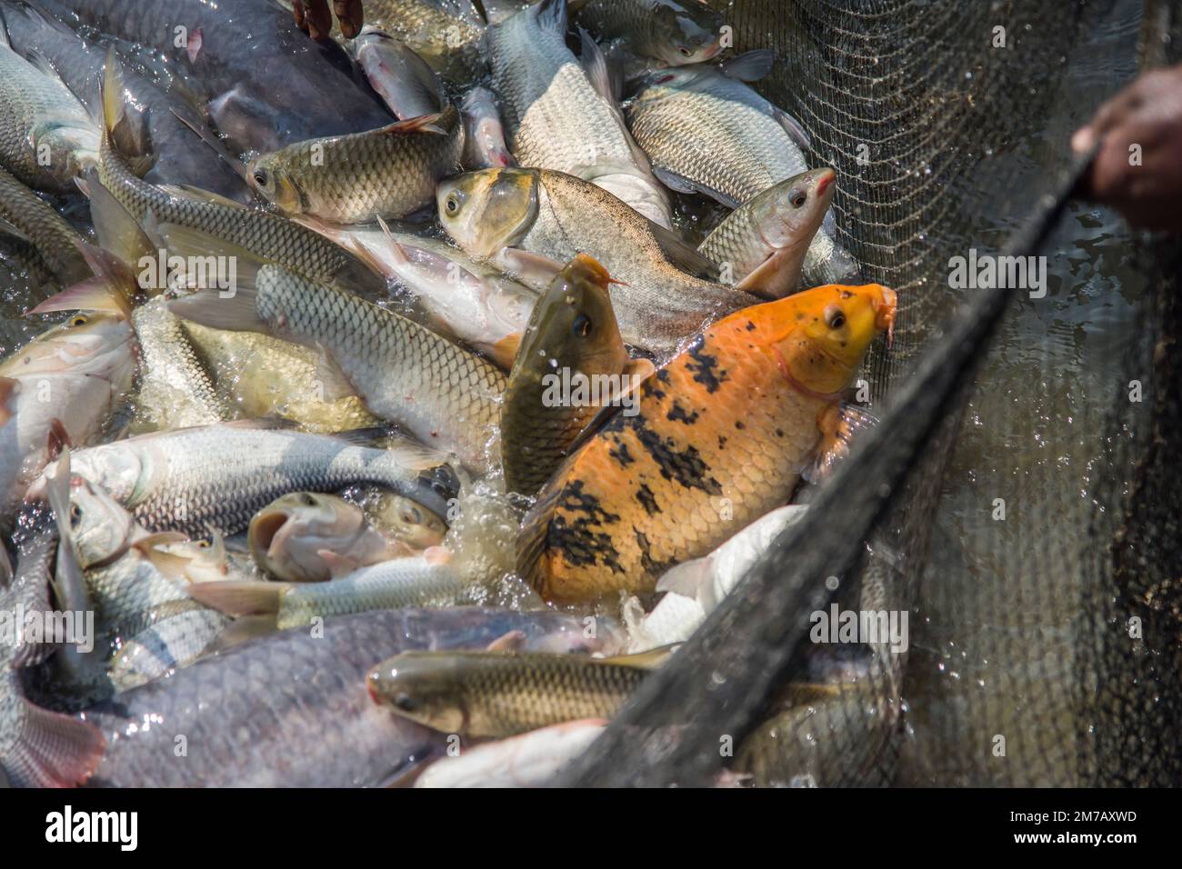 Différents types de carpes sautant à l'intérieur d'un filet tout en pêchant dans une ferme piscicole à Khulna, au Bangladesh. Banque D'Images