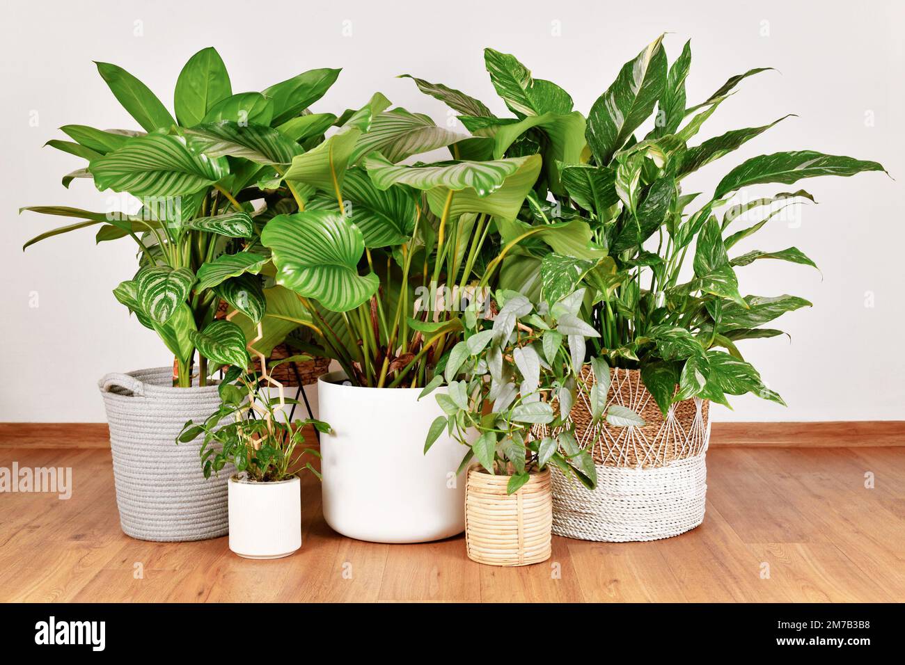 Jungle urbaine avec différentes grandes plantes tropicales dans des pots de fleurs au sol Banque D'Images