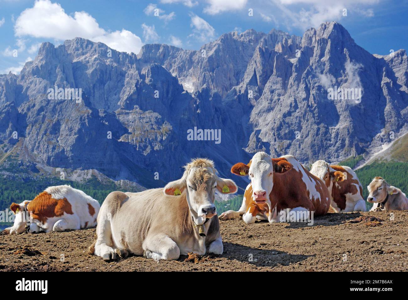 Vaches ayant un repos sur Alpe Nemes dans les Dolomites Sexten. Italie Banque D'Images