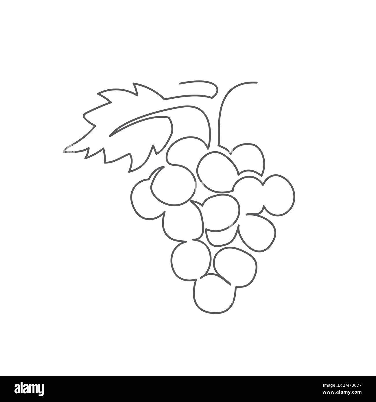 Dessin d'une ligne de raisin sur fond blanc Illustration de Vecteur