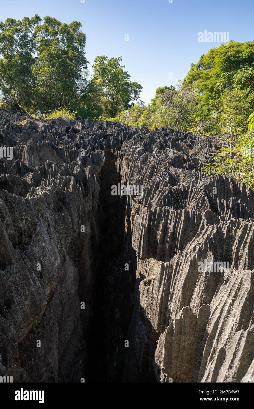 Petit Tsingy de Bemaraha, réserve naturelle stricte située près de la côte ouest de Madagascar. Patrimoine mondial de l'UNESCO avec une géographie unique, mangrove Banque D'Images