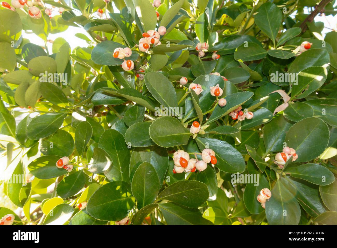 Flukey, usine de chance. Euonymus japonicus. Usine médicale. fruits sauvages rouges toxiques. Bague verte. Banque D'Images