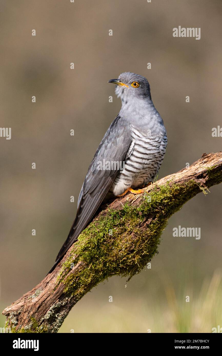 Colin le Cuckoo perchée sur une branche de mousse sur Thurley Common Banque D'Images