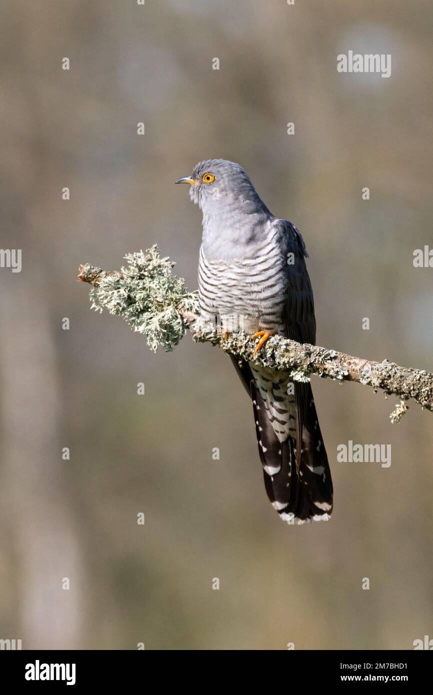Colin le Cuckoo perchée sur une branche de mousse sur Thurley Common Banque D'Images