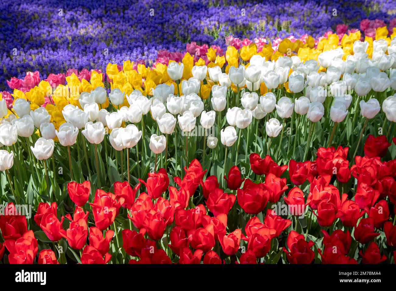 Fleurs de jacinthe pourpres avec des tulipes roses, blanches et jaunes Banque D'Images