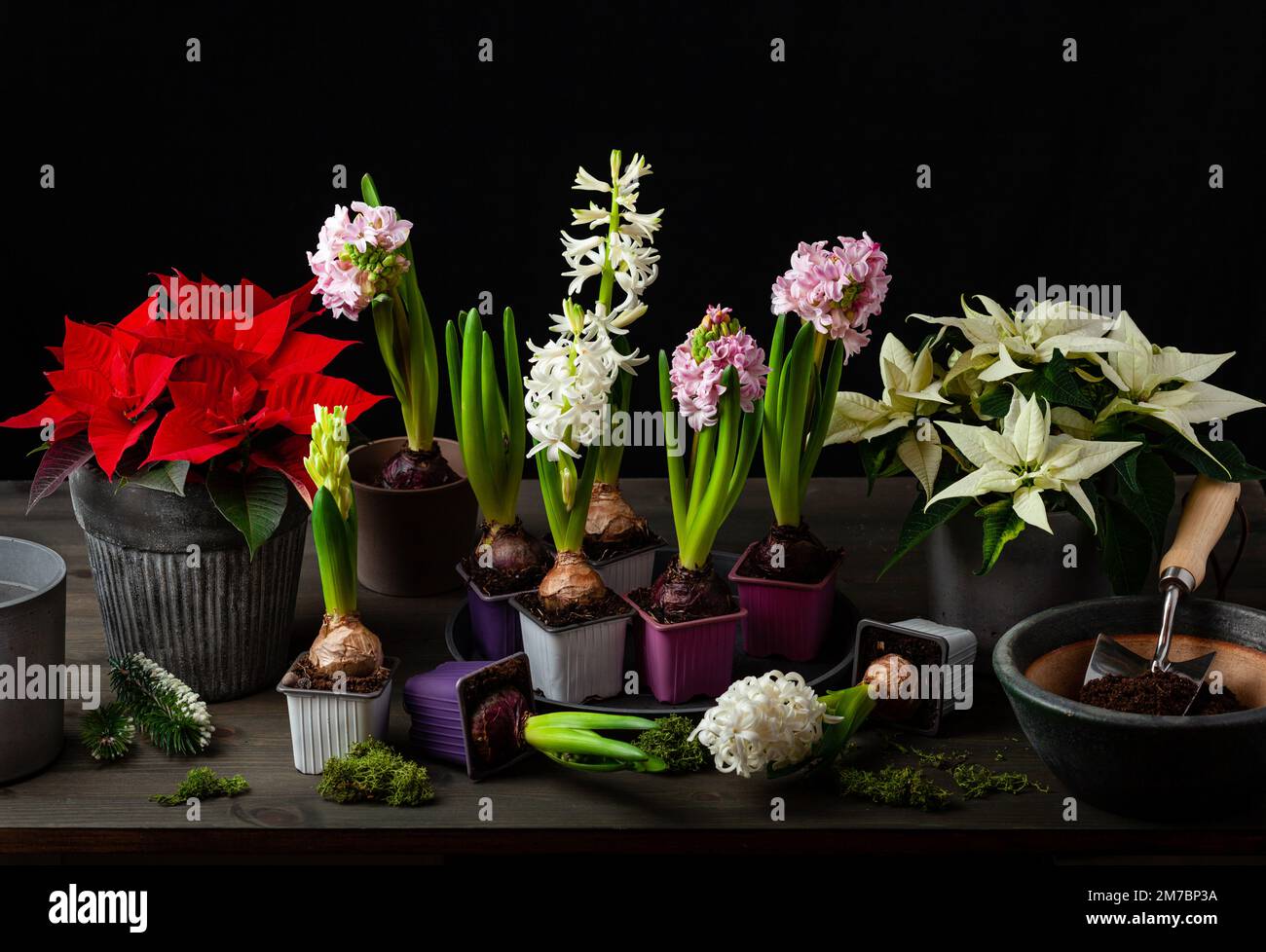 plantation de fleurs d'hiver ou de printemps jacinthe poinsettia sur fond noir, concept de jardinage Banque D'Images