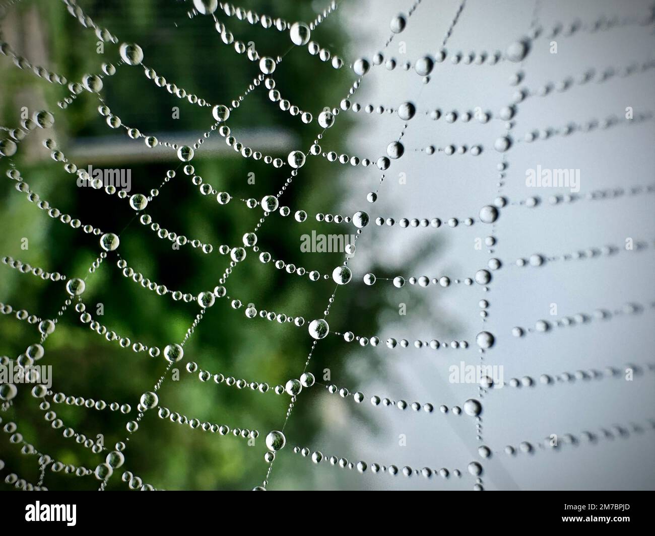 Un cliché macro d'une toile d'araignée humide. Banque D'Images