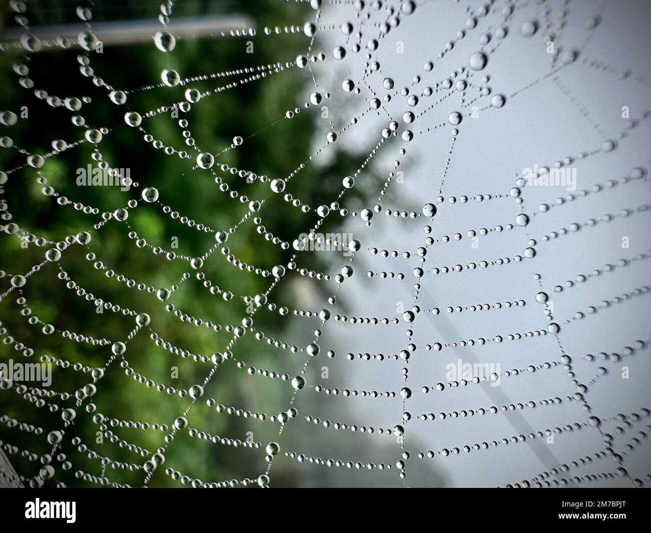 Un cliché macro d'une toile d'araignée humide. Banque D'Images