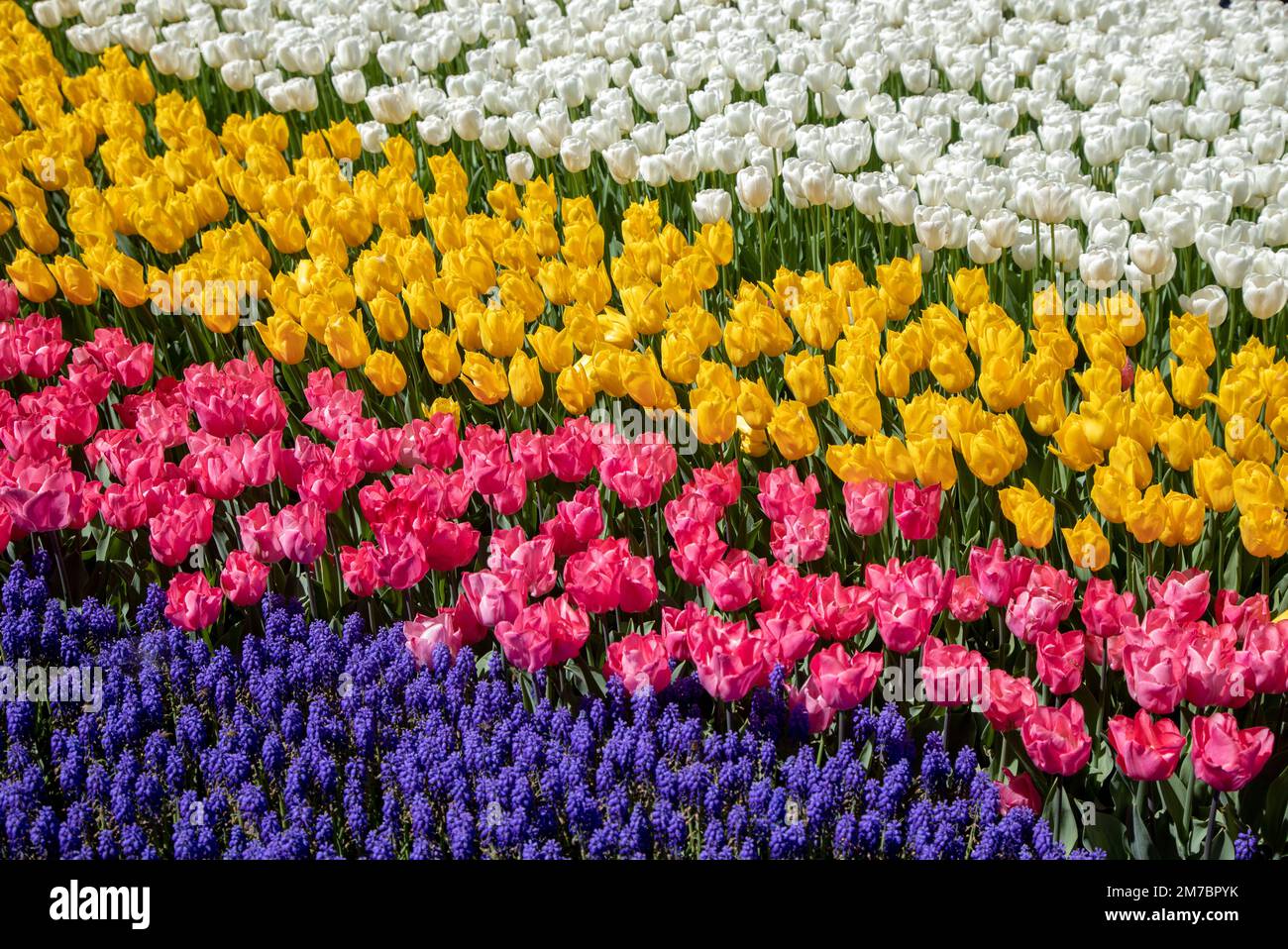 Fleurs de jacinthe pourpres avec des tulipes roses, blanches et jaunes Banque D'Images