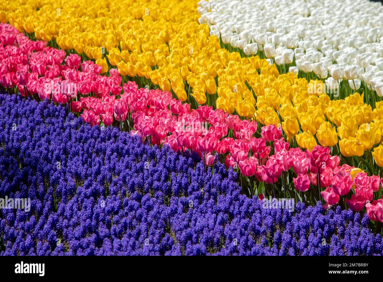 Fleurs de jacinthe pourpres avec des tulipes roses, blanches et jaunes Banque D'Images