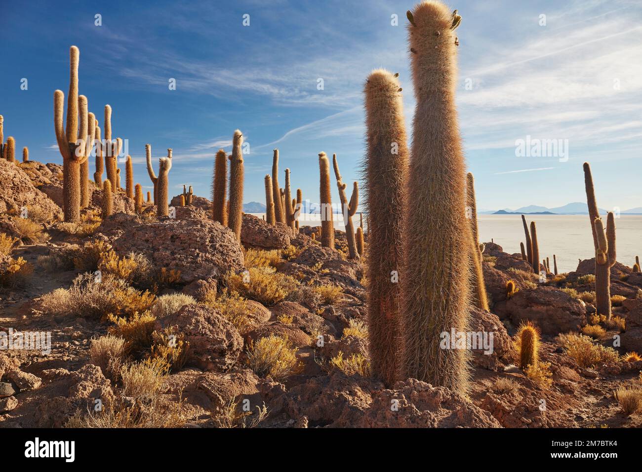Cactus sur l'île d'Incahuasi dans le solaire de Uyuni Banque D'Images