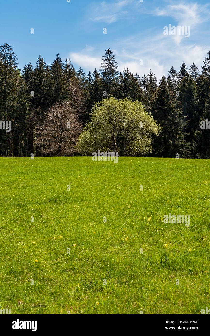 Pré de printemps vert frais avec arbres et ciel bleu - montagnes Bile Karpaty au-dessus du village de Javornik en République tchèque Banque D'Images