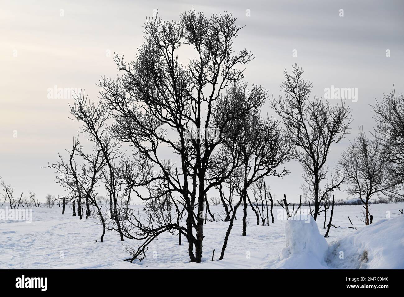Vue sur un champ avec des arbres pendant la saison d'hiver près de la ville de Karasjok, centre de Finnmark dans l'extrême nord de la Norvège. Banque D'Images