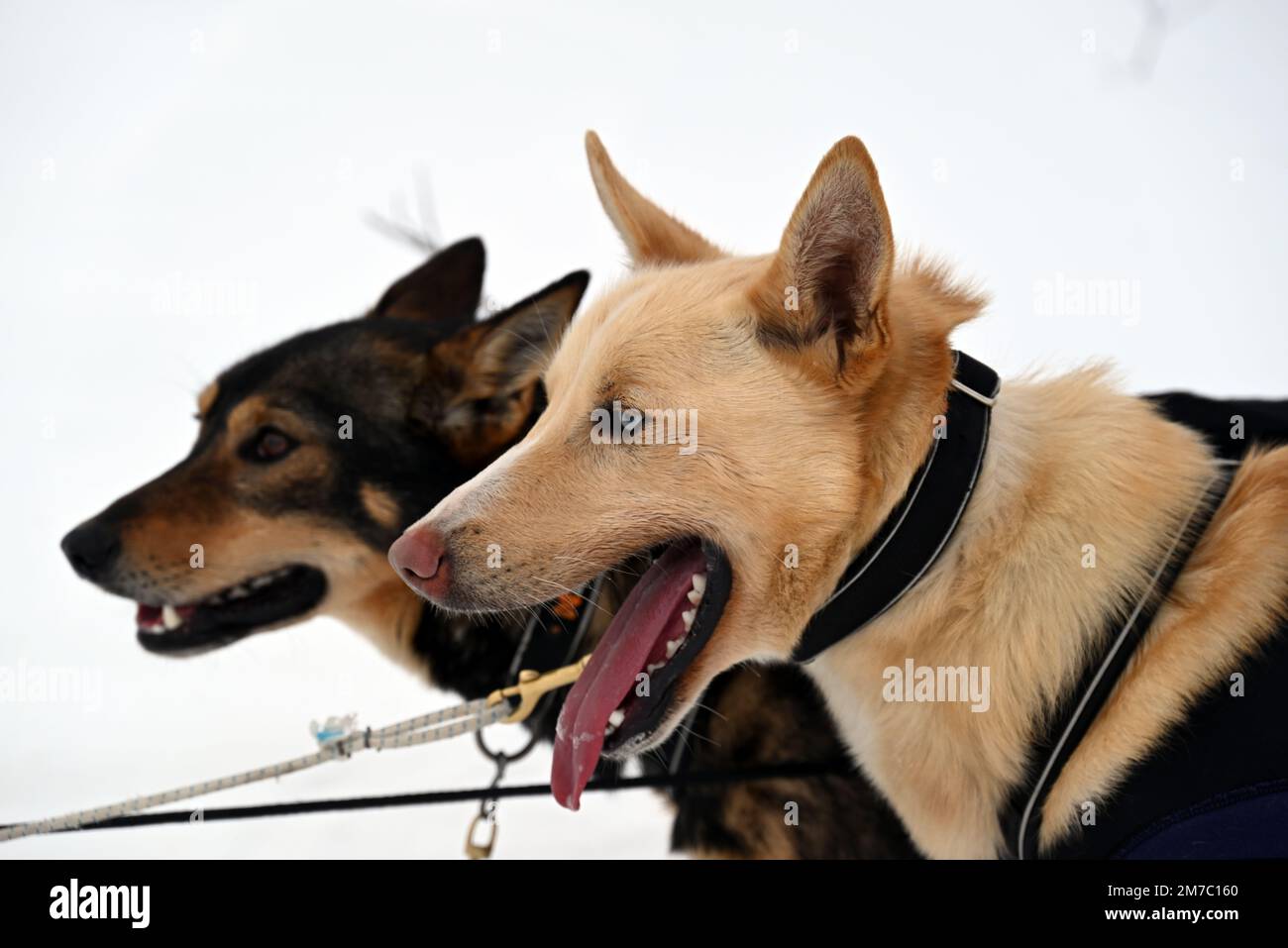 Après un arrêt obligatoire à Karasjok, une équipe de chiens de traîneau est prête à recommencer la course de Finmarkslopet. Banque D'Images