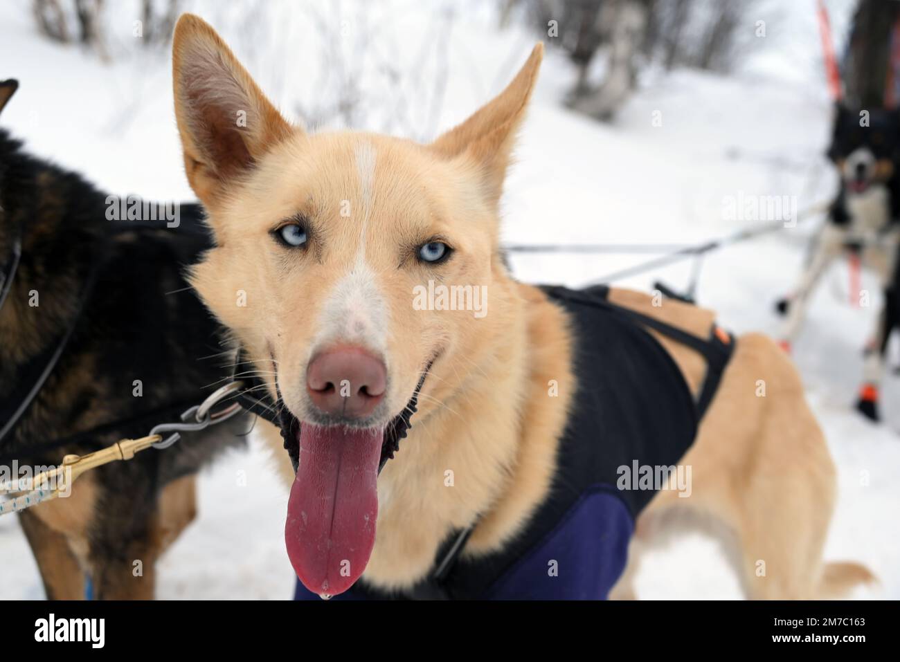 Après un arrêt obligatoire à Karasjok, une équipe de chiens de traîneau est prête à recommencer la course de Finmarkslopet. Banque D'Images