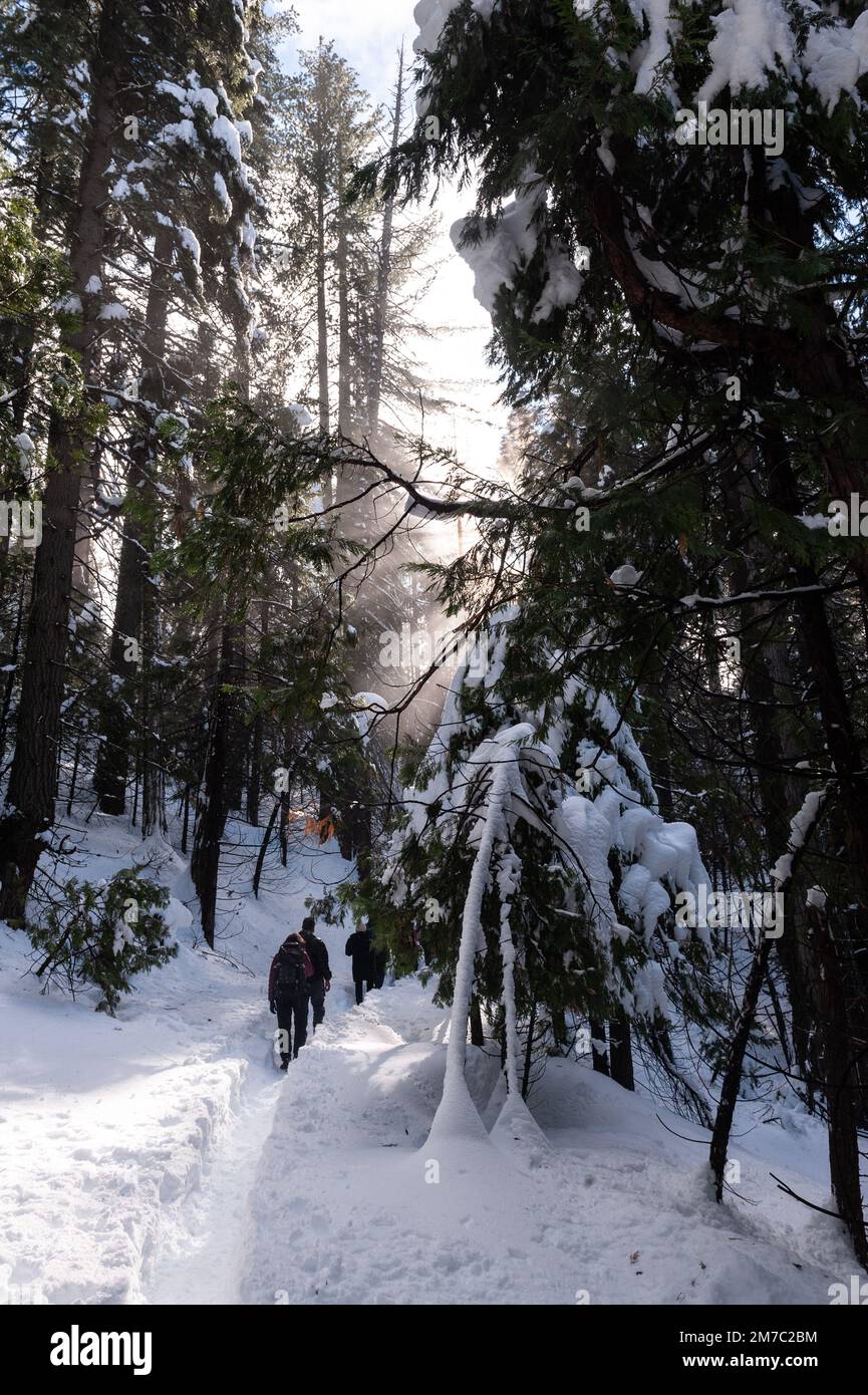 Extérieur du sentier de randonnée couvert de neige jusqu'à Mariposa Grove dans le parc national de Yosemite. Banque D'Images