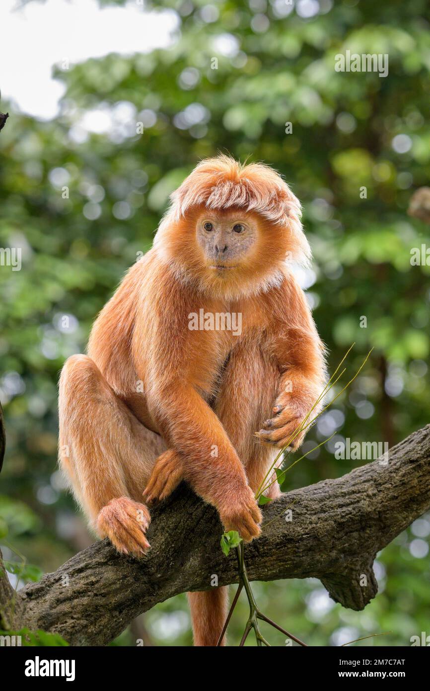Le langur de Javan est (Trachypithecus auratus) est une espèce primate de la famille des Colobinae qui est répandue en Indonésie Banque D'Images