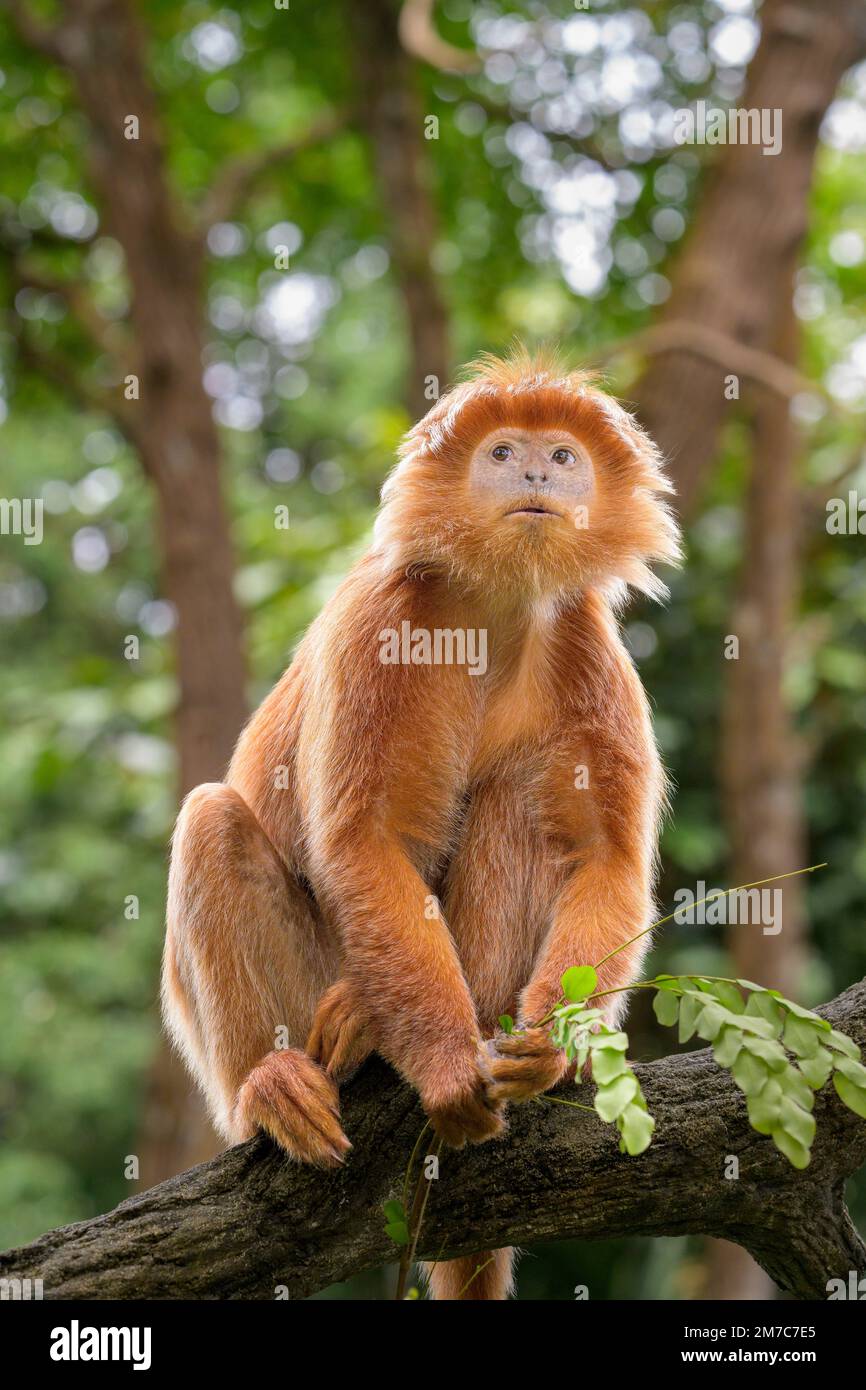Le langur de Javan est (Trachypithecus auratus) est une espèce primate de la famille des Colobinae qui est répandue en Indonésie Banque D'Images