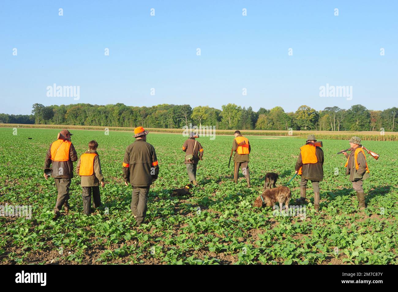 France. Les chasseurs avec leurs chiens pendant une petite chasse au gibier sur le terrain ouvert. Banque D'Images