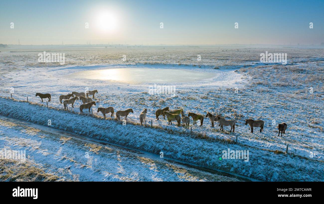 La photo datée de 16 décembre montre les chevaux Konik par un trou d'eau gelé sur la Fen de Wicken à Cambridgeshire un vendredi matin glacial. Il ressemble à un s. Banque D'Images
