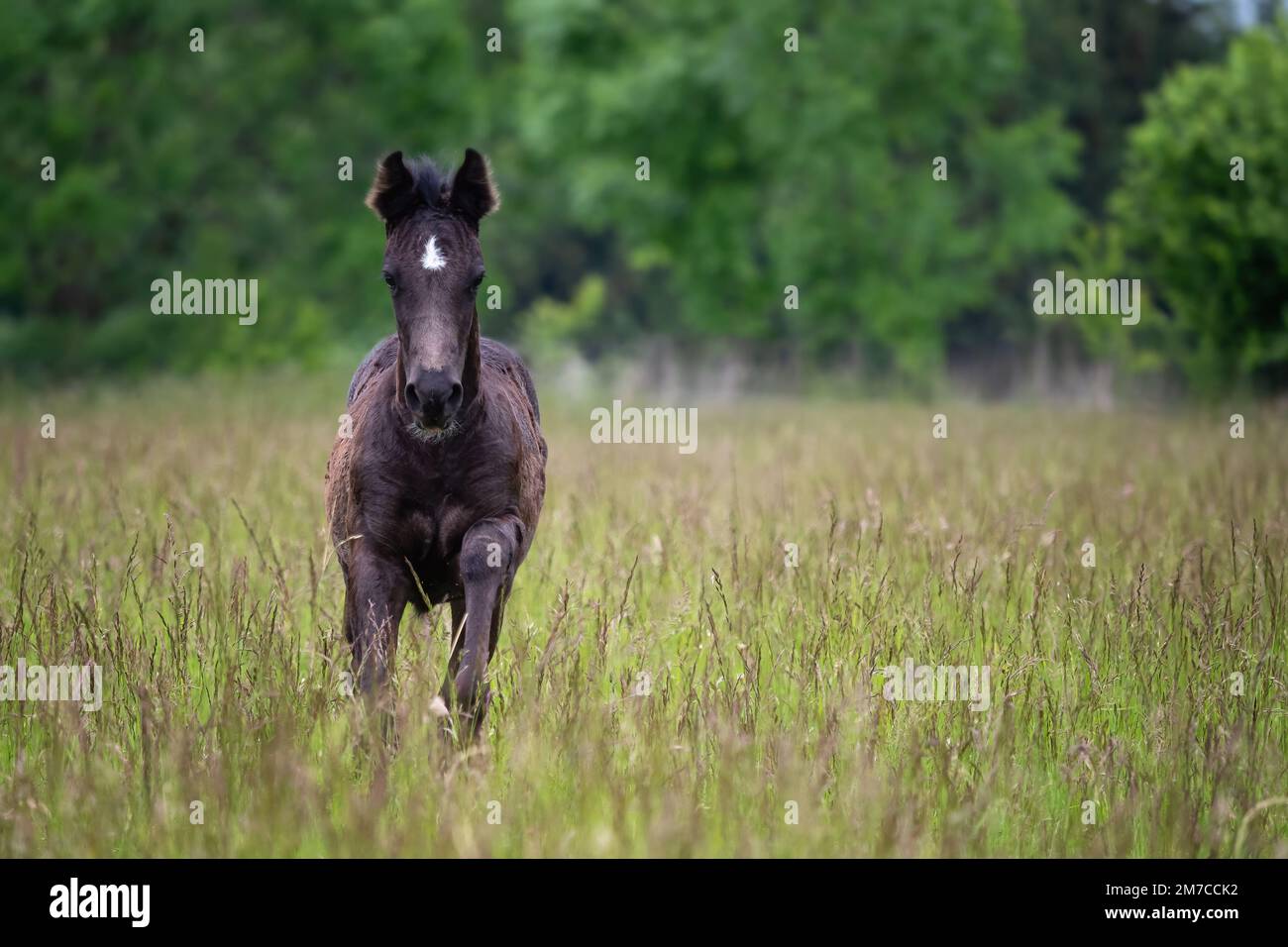 Poulain courant dans la prairie de printemps, cheval noir Banque D'Images