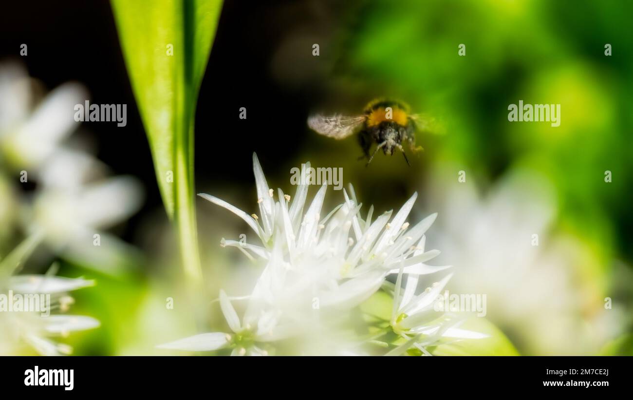 Abeille approchant une fleur blanche Banque D'Images
