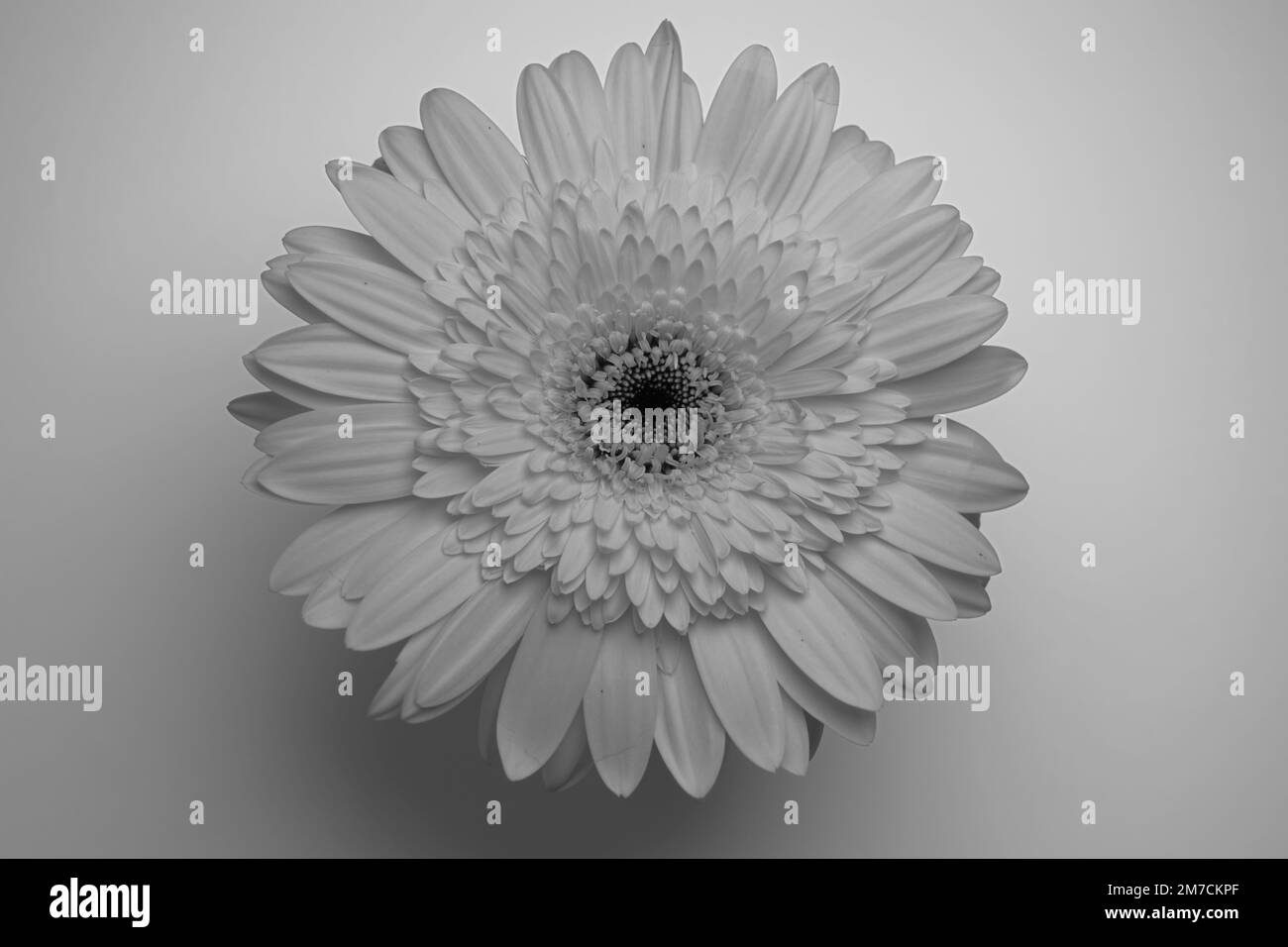 Espèces végétales du genre Gerbera de la famille des Marguerite Banque D'Images