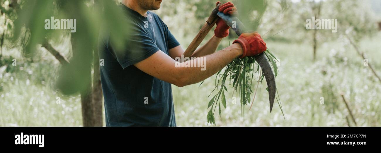 faucher l'herbe traditionnelle à l'ancienne avec des scythe à la main sur la ferme du village. jeune agriculteur mature, homme aiguisant le scythe avec de l'herbe ou du whetsto Banque D'Images