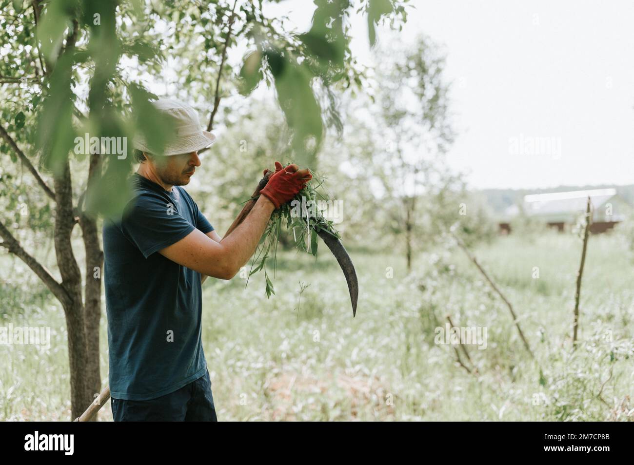 faucher l'herbe traditionnelle à l'ancienne avec des scythe à la main sur la ferme du village. jeune agriculteur mature, homme aiguisant le scythe avec de l'herbe ou de la baleine Banque D'Images