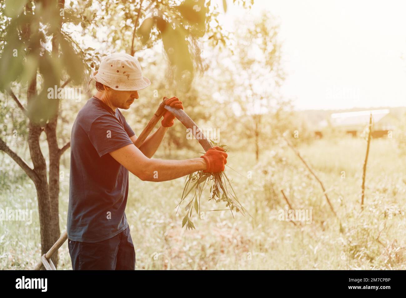 faucher l'herbe traditionnelle à l'ancienne avec des scythe à la main sur la ferme du village. jeune agriculteur mature, homme aiguisant le scythe avec de l'herbe ou de la baleine Banque D'Images