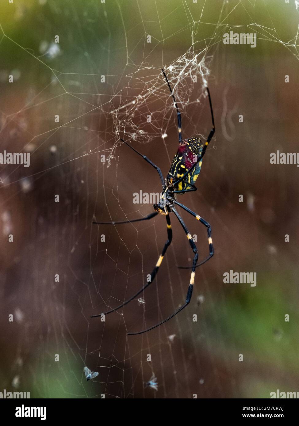 Une grande araignée joro colorée, trichonila clavata, repose sur son web dans une forêt près de Yokohama, au Japon. Banque D'Images