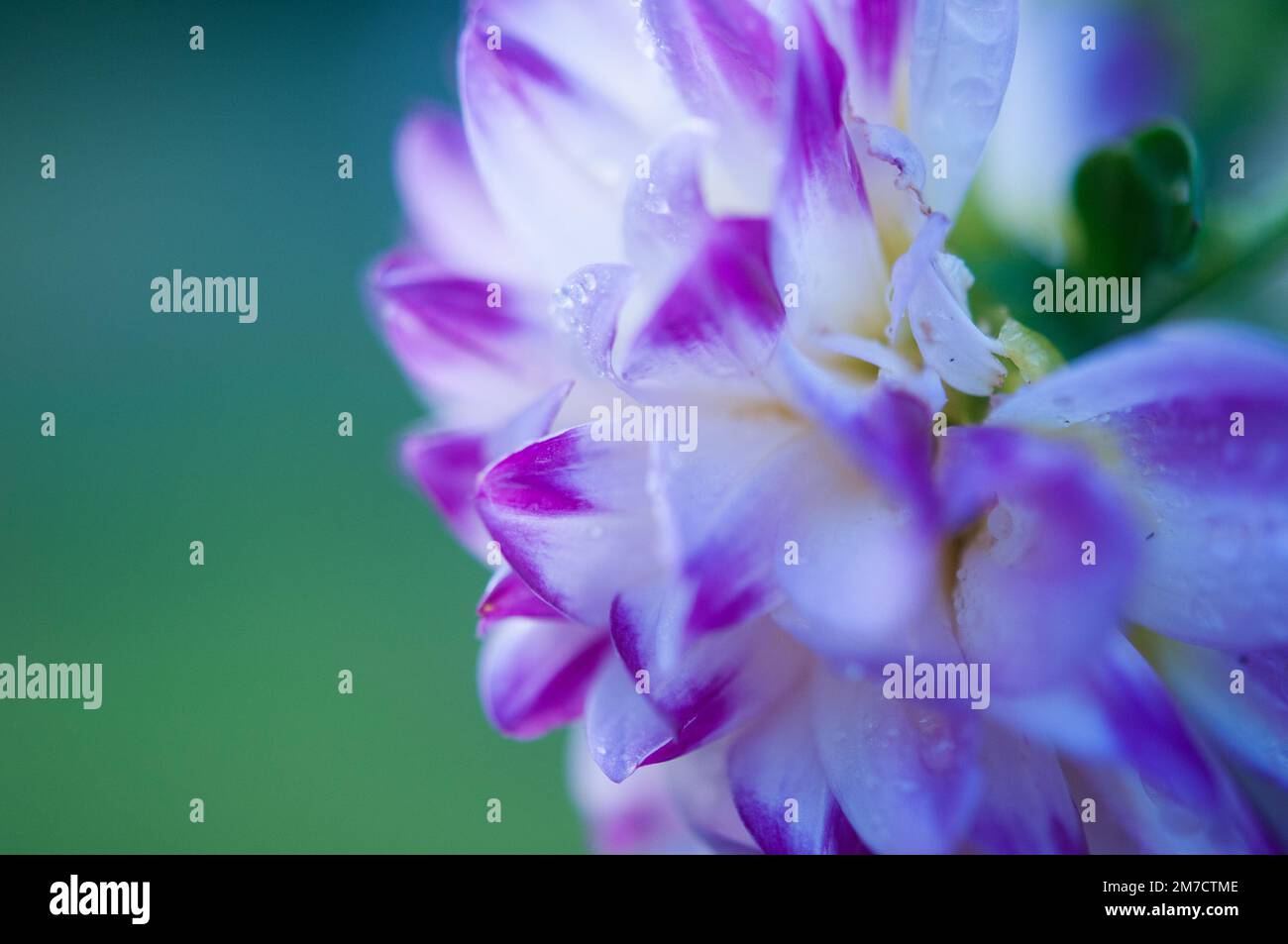 Pétales de fleurs de Dahlia violets et blancs Banque D'Images