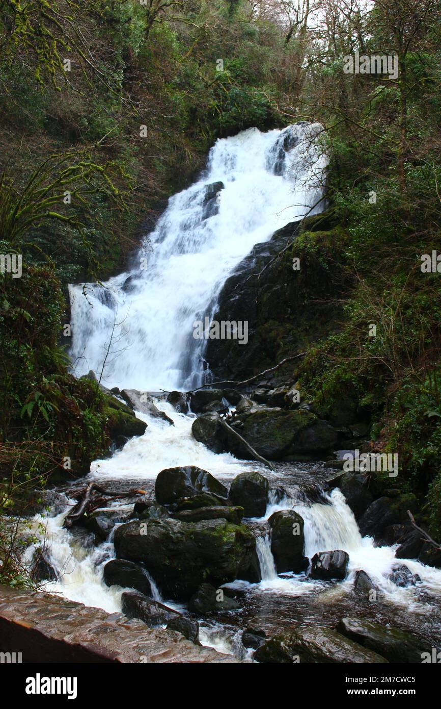 Chute d'eau de Torc après de fortes pluies hivernales (parc national de Killarney, comté de Kerry, Irlande). Cascade débordante dans la forêt. Économiseur d'écran Wild Ireland Banque D'Images